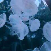 ヒメ日記 2025/09/26 01:56 投稿 コウ 京都ホテヘル倶楽部