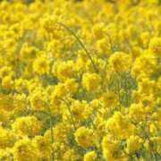 ヒメ日記 2025/03/21 08:39 投稿 すずか 京都ホテヘル倶楽部