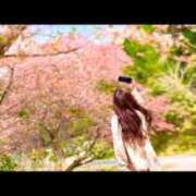 ヒメ日記 2025/04/12 08:29 投稿 沙和-sawa- 京都ホテヘル倶楽部