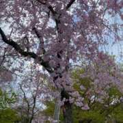 ヒメ日記 2026/04/13 16:15 投稿 しおり 京都ホテヘル倶楽部