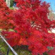 ヒメ日記 2025/12/02 10:46 投稿 クミ 京都ホテヘル倶楽部