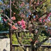 ヒメ日記 2026/03/23 08:55 投稿 クミ 京都ホテヘル倶楽部