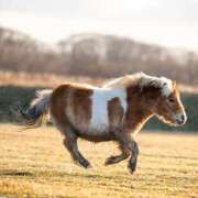 ヒメ日記 2026/01/26 08:57 投稿 いく 那須塩原人妻花壇
