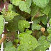 ヒメ日記 2026/01/05 00:00 投稿 めいこ 京都ホテヘル倶楽部