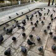 めいこ お豆さんがお好き 京都ホテヘル倶楽部