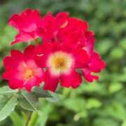 ヒメ日記 2025/05/21 13:14 投稿 けい 人妻倶楽部 内緒の関係 大宮店