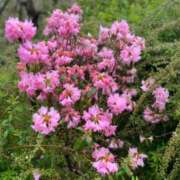 高岡一花(いちか) 初めまして、こんにちは🌺 東京不倫～とうきょうふりん～