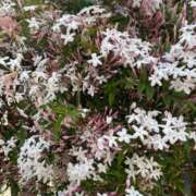 ヒメ日記 2025/05/15 11:14 投稿 高岡一花(いちか) 東京不倫～とうきょうふりん～