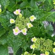 ヒメ日記 2025/05/22 09:28 投稿 高岡一花(いちか) 東京不倫～とうきょうふりん～