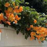 ヒメ日記 2025/06/30 13:34 投稿 けい 人妻倶楽部内緒の関係 春日部店