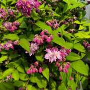 ヒメ日記 2025/05/16 15:51 投稿 まお 京都ホテヘル倶楽部