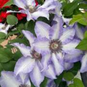 ヒメ日記 2025/05/18 16:04 投稿 まお 京都ホテヘル倶楽部