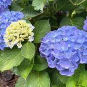 ヒメ日記 2025/06/12 19:29 投稿 まお 京都ホテヘル倶楽部