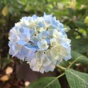 ヒメ日記 2025/06/14 18:23 投稿 まお 京都ホテヘル倶楽部