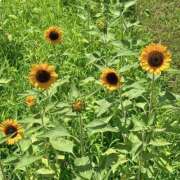 ヒメ日記 2025/07/11 12:05 投稿 まお 京都ホテヘル倶楽部