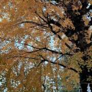 ヒメ日記 2025/11/21 18:14 投稿 けい 人妻倶楽部 内緒の関係 川越店