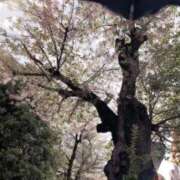 ヒメ日記 2026/04/11 16:09 投稿 けい 人妻倶楽部 内緒の関係 川越店