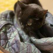 ヒメ日記 2025/10/27 21:01 投稿 せりな 京都ホテヘル倶楽部