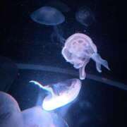 ヒメ日記 2026/02/25 12:08 投稿 せりな 京都ホテヘル倶楽部