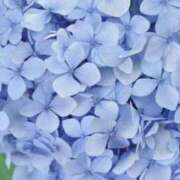 ヒメ日記 2026/02/02 18:00 投稿 しお 逆バニーメンズエステ とろとろオイルSPA