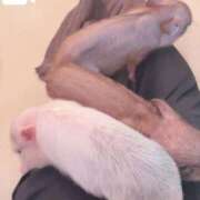 ヒメ日記 2025/11/11 15:05 投稿 ゆゆ ポッキリ学園 ～モテモテハーレムごっこ～