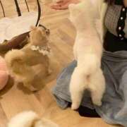 ヒメ日記 2025/12/31 11:44 投稿 ゆゆ ポッキリ学園 ～モテモテハーレムごっこ～