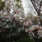 ヒメ日記 2025/03/27 12:46 投稿 北乃ひかり こあくまな熟女たち岩国店(KOAKUMAグループ)