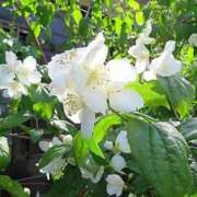 あん あったかい(*´-`)※ 藤沢人妻城