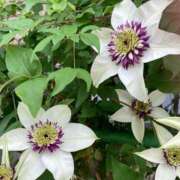 ヒメ日記 2025/05/18 09:01 投稿 大城（おおしろ） 熟女の風俗最終章 名古屋店