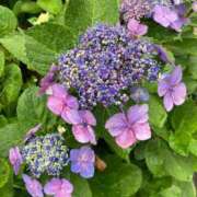 ヒメ日記 2025/06/11 07:41 投稿 大城（おおしろ） 熟女の風俗最終章 名古屋店