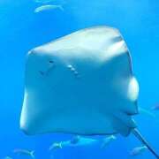 ヒメ日記 2025/05/29 06:07 投稿 うずら ハピネス東京