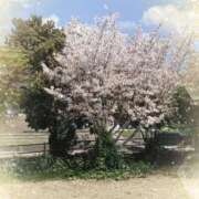 ヒメ日記 2025/04/17 18:16 投稿 あやね 熟女総本店 日本橋ミナミエリア店