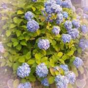 ヒメ日記 2025/06/22 06:26 投稿 あやね 熟女総本店 日本橋ミナミエリア店