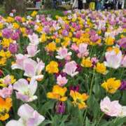 ヒメ日記 2025/09/07 23:11 投稿 佐伯くれは グランエステ東京 品川（シンデレラグループ）