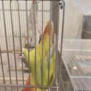 ヒメ日記 2024/12/28 11:30 投稿 ひるね アリスカフェ