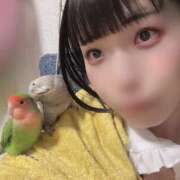 ヒメ日記 2025/01/12 19:24 投稿 ひるね アリスカフェ