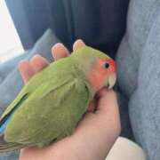 ヒメ日記 2025/02/01 22:54 投稿 ひるね アリスカフェ