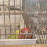 ヒメ日記 2025/03/05 17:31 投稿 ひるね アリスカフェ