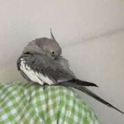 ヒメ日記 2025/03/13 22:48 投稿 ひるね アリスカフェ