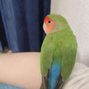 ヒメ日記 2025/03/16 02:22 投稿 ひるね アリスカフェ