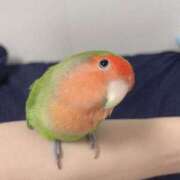 ヒメ日記 2025/03/16 02:26 投稿 ひるね アリスカフェ