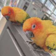 ヒメ日記 2025/03/25 21:54 投稿 ひるね アリスカフェ