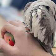 ヒメ日記 2025/11/30 16:31 投稿 ひるね アリスカフェ