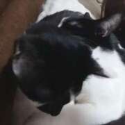 しずか しずか（clubさくら京橋店） clubさくら京橋店