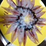 ヒメ日記 2026/04/01 11:44 投稿 しずか clubさくら京橋店