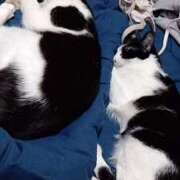 ヒメ日記 2026/04/08 21:44 投稿 しずか clubさくら京橋店