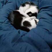 ヒメ日記 2026/01/09 22:24 投稿 しずか 奥さまさくら京橋店