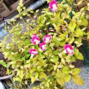 ヒメ日記 2026/09/13 08:01 投稿 しずか 奥さまさくら京橋店