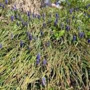 ヒメ日記 2025/04/23 11:00 投稿 都築 優衣菜 人妻セレブ宮殿