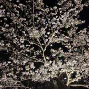 ヒメ日記 2025/04/09 17:57 投稿 ミオン(奥方) 奥様幕府